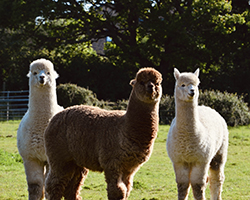 Alpacas